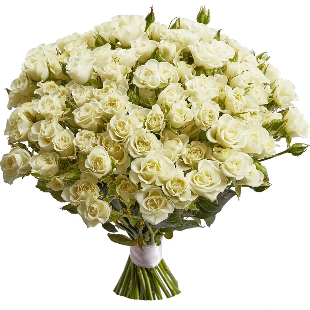 Розы Кустовые белые