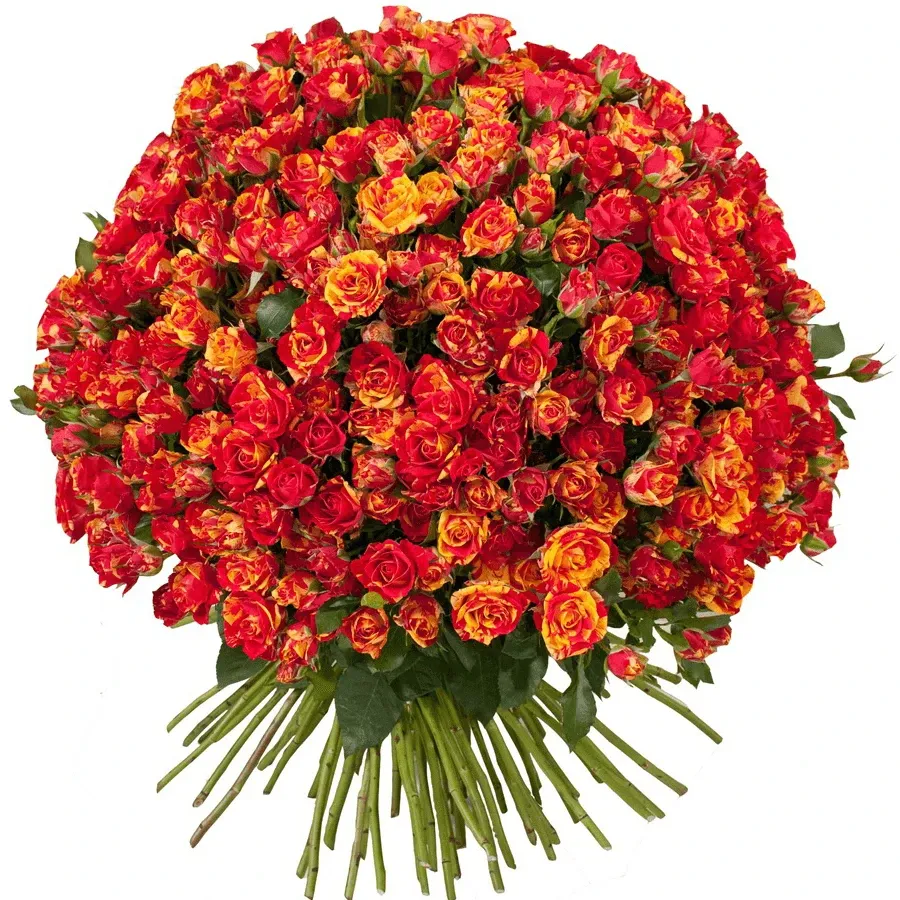 Розы кустовые красно-оранжевые
